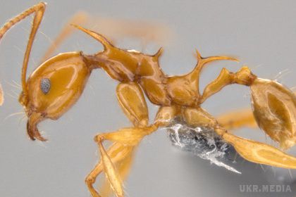 Вчені назвали нові види мурашок в честь драконів з "Гри престолів" (відео). На кремезних плечах і спинах мурах розташовуються "шипи".