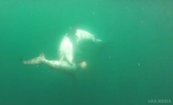 Унікальні кадри смертельної сутички двох акул (ВІДЕО). Тигрова акула зійшлася у двобою з акулою-молотом.