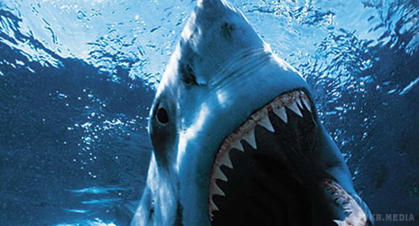 Виростити нові зуби людям допоможуть акули - вчені. Вчені дізналися, як акулам вдається відрощувати нові зуби протягом усього життя і чи можна використовувати цю технологію для людини. 