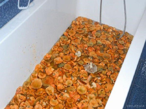 Туристи з Росії засолили гриби у ванній елітного швейцарського готелю. Подружжя з Росії назбирало грибів у Швейцарії та засолило їх у ванній готелю.
