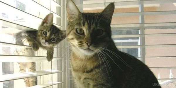 Вчені знайшли різницю між котом і кішкою. Німецькі вчені поставили своїм завданням знаходження відмінностей між котом і кішкою.