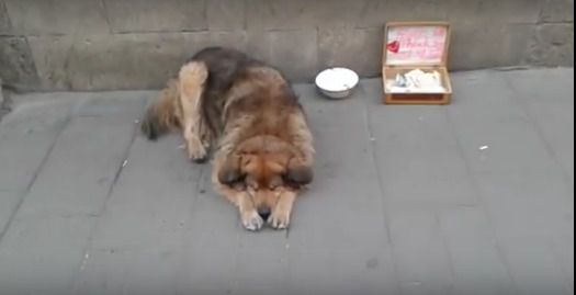Бездомний пес збирає гроші з іноземних туристів біля львівської ратуші (відео). Львівський Рябко, мабуть, дуже розумний, бо знає англійську мову і вміє писати.