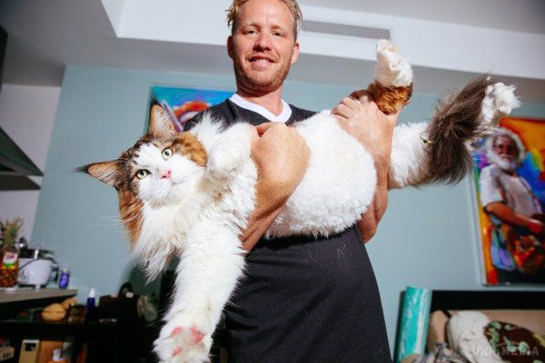 Найбільший котик Нью-Йорка - 13-кілограмовий мейн-кун Самсон. Мейн-куни, як відомо, є найбільшою породою домашніх кішок. 