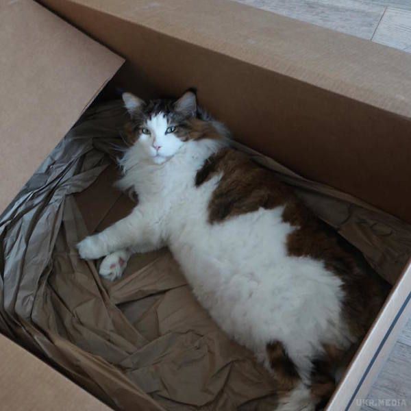 Найбільший котик Нью-Йорка - 13-кілограмовий мейн-кун Самсон. Мейн-куни, як відомо, є найбільшою породою домашніх кішок. 