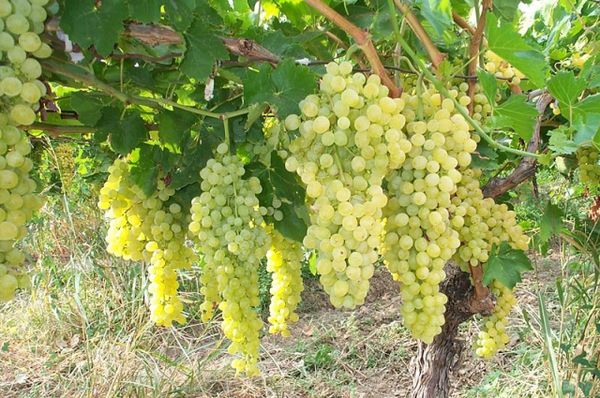 Ціни на на виноград є нижчими, аніж минулоріч, але кусаються. Споживачам в основному пропонують такі сорти як Кадрянка, Ранній Магарач, Юпітер, Лівія, Мускат бурштиновий.