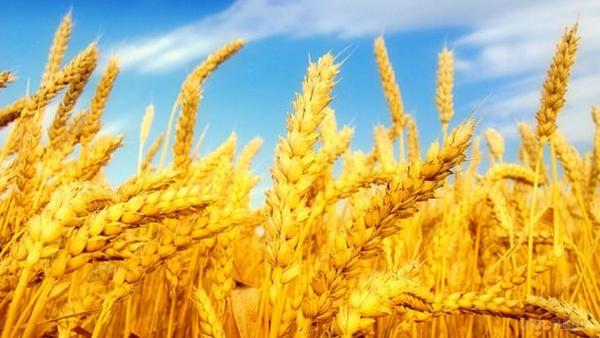 Чому в Україні при рекордному врожаї зернових не дешевшає хліб. В Україні – рекордний врожай зернових, проте ціни на хліб залишаються колишніми.