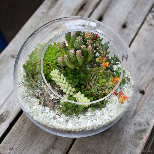 Як зробити флораріум своїми руками (фото). Міні-сад під склом — флораріум — являє собою прозорий контейнер з висадженими рослинами всередині.