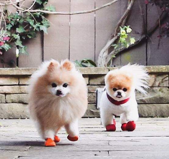 Кошлаті модниці: забавні фотографії собак-улибак. Подивіться на цих гламурних милих песиків і посміхніться!