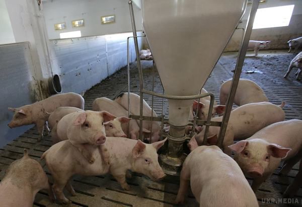На Львівщині відкрили "свиноферму майбутнього". Тут застосовують нові технології у вирощенні свиней.