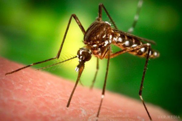 Вчені знайшли безпечний для людини спосіб боротьби з комарами. Вчені виявили смертоносний пестицид, який використовується під час отруєння комарів. Фахівці уточнили, що випускаються хімічні речовини є шкідливими не тільки для комах, але і людині. При цьому, комарі почали пристосовуватись до впливу біологічних пестицидів.