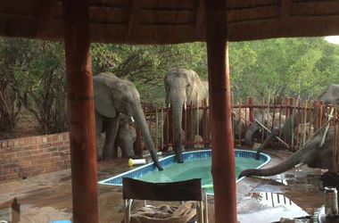 Слони зірвали вечірку в басейні. Тварини вирішили влаштувати водопій у дворі будинку.