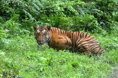 Тигри роздерли самку на очах у туристів (відео). Один із убивць тигриці був її батьком.