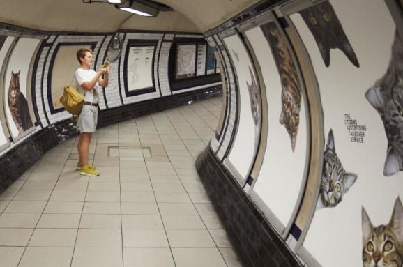 У Лондоні кішки заполонили станцію метро. Рекламу в лондонському метро замінили на фото котів.