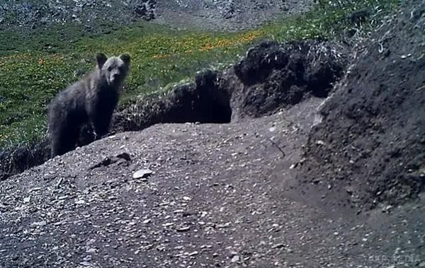 На Алтаї помітили вимерлого сайлюгемського ведмедя. Особливістю цього підвиду бурого ведмедя вважається світліший колір волосяного покриву шкіри.
