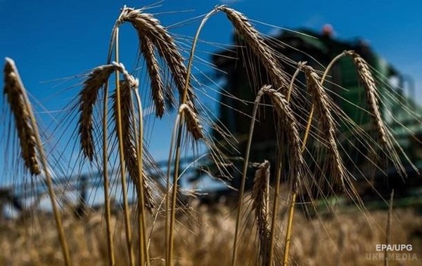 Україна потіснила Францію на індійському ринку зерна. З українською пшеницею може конкурувати російське зерно.
