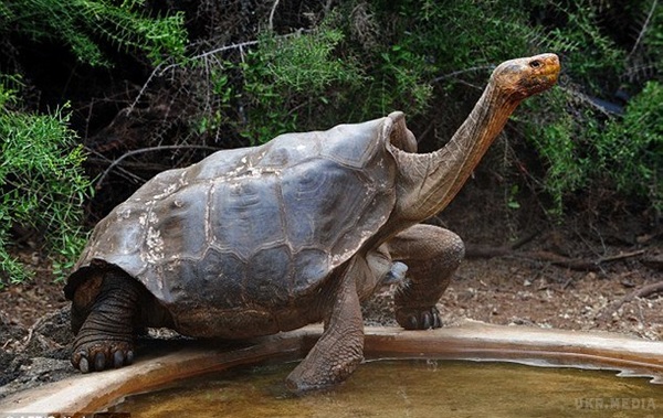 Самець галапагоської черепахи врятував свій вид від вимирання. Черепаха на прізвисько Дієго стала батьком 800 дитинчат.