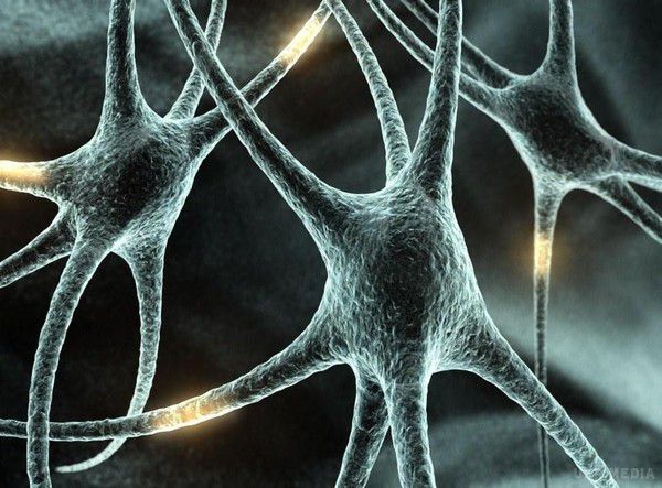 Вчені відкрили метод відновлення нервових клітин. Американські вчені з університету Вісконсін-Медісон відкрили спосіб відновлення нервових клітин, які, як вважалося раніше, не мають здатності до регенерації. Фахівцям вдалося розробити препарат, що працює з аксонами, він може допомогти померлим нервових закінченнях відновити свою роботу.
