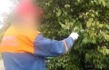 Білоруських робітників змусили фарбувати листя. Відео. Робочий-контрактник мінського НВО «Центр» фарбував на вихідних листя, боячись, що його звільнять.

