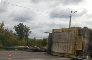 Курйозне ДТП на околиці Харкова: трасу заполонили свині (фото). Перекинулася вантажівка.