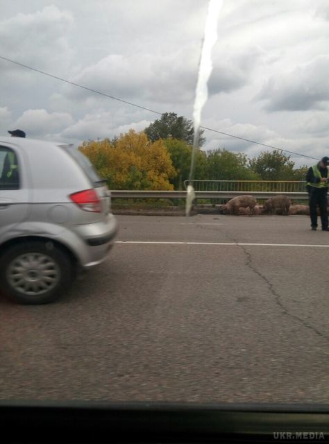 Курйозне ДТП на околиці Харкова: трасу заполонили свині (фото). Перекинулася вантажівка.
