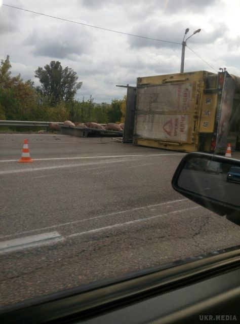 Курйозне ДТП на околиці Харкова: трасу заполонили свині (фото). Перекинулася вантажівка.