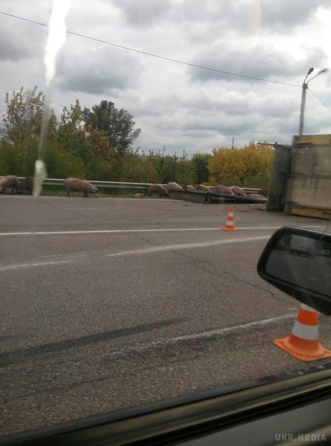 Курйозне ДТП на околиці Харкова: трасу заполонили свині (фото). Перекинулася вантажівка.
