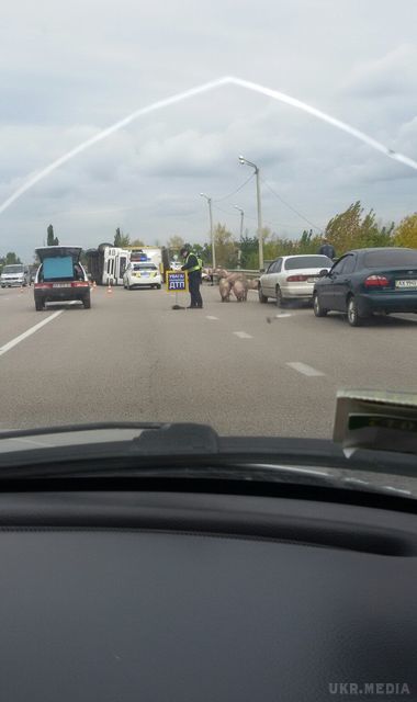 Курйозне ДТП на околиці Харкова: трасу заполонили свині (фото). Перекинулася вантажівка.