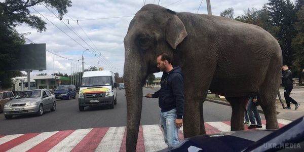 У Черкасах на головній вулиці "вигулювали" слона. У Черкасах по дорозі прогулювався слон, перевіряючи асфальт на міцність.