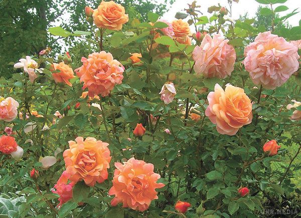Сезонні роботи. Ради садівникам: як обрізати троянди восени. Кущові троянди мають кілька суцвіть на одному стеблі, на відміну від гібридних, у яких на одному стеблі виростає тільки одна квітка. Навесні і восени настає час обрізки. 