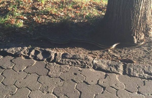 На вулиці Ужгорода виповзли величезні змії. Місцеві жителі почали помічати плазунів на тротуарах міста.