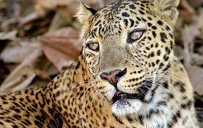 У Маріуполі із зоопарку втік леопард. Тварина вільно розгулювала звіринцем.