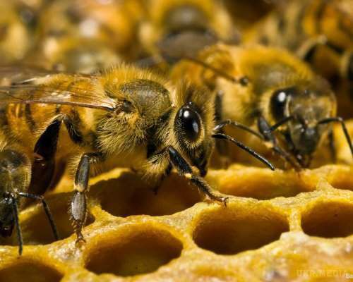 Бджоли визнані вимираючим видом на території США. Популяція комах за кілька років знизилася до катастрофічного рівня.