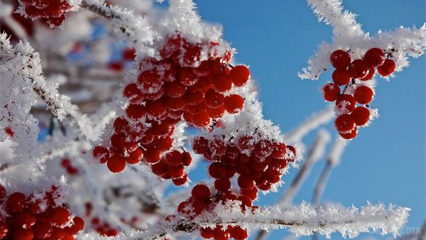 Укргідрометцентр прогнозує похолодання і температурні "гойдалки" на всю зиму. Протягом всієї холодної пори погода буде нестійкою. Практично щотижнева зміна погоди і недостатність опадів - це сучасні українські реалії, які будуть відбуватися в найближчі роки незалежно від сезону. 