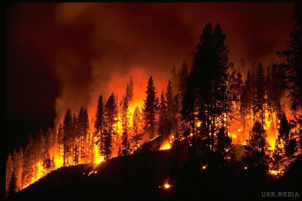 Вчені розповіли про особливості лісових пожеж. Лісові пожежі найчастіше потрапляють на головні сторінки безлічі інформаційних агентств. Виходячи зі статистики, полум'я вражає близько 4,64 мільйонів кілометрів біомаси в рік, що становить три Аляски.
