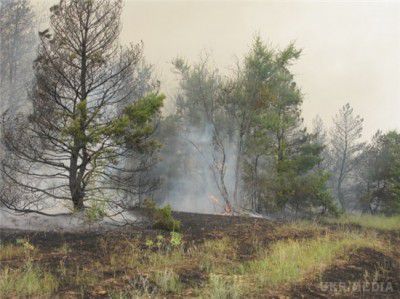 Вчені розповіли про особливості лісових пожеж. Лісові пожежі найчастіше потрапляють на головні сторінки безлічі інформаційних агентств. Виходячи зі статистики, полум'я вражає близько 4,64 мільйонів кілометрів біомаси в рік, що становить три Аляски.