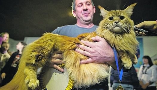 Користувачі мережі оцінили найбільшого кота в Україні. Його вражаючі розміри та вираз обличчя не залишили байдужим інтернет-спільноту. 
