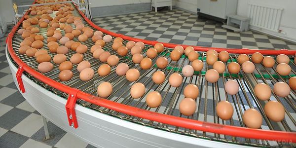 Держстат: В Україні зафіксовано падіння виробництва яєць. В Україні виробництво яєць за 9 місяців скоротилося на 11%.