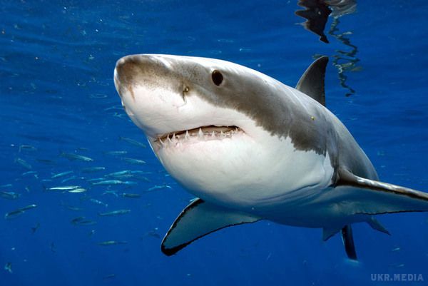 Мексиканському дайверу дивом вдалося вижити після зустрічі з білою акулою (відео). Неподалік від берегів Мексики дайвер в спеціальній клітці вирішив спуститися під воду, щоб зробити кілька знімків білої акули, що полює на жертву. 