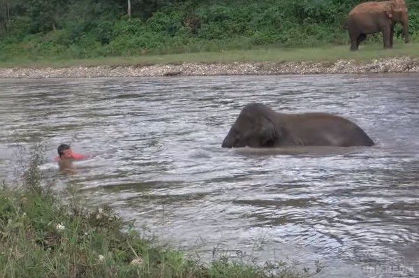 Слоненя кинувся на допомогу дресирувальнику, потопаючому в бурхливій річці (відео). У Мережі набирає популярність відео, на якому слоненя кидається на допомогу дресирувальнику, потопаючому в бурхливій річці. Випадок стався в парку Таїланду, який спеціалізується на цих тваринах.
