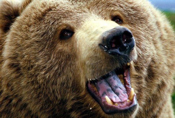 У Росії ведмідь вирвався з клітки і розірвав чоловіка. У Пензенському районі в одному з приватних будинків тримали бурого ведмедя, проте хижак вибрався з клітки і пробрався до сусідів, де загриз 50-річного чоловіка. 