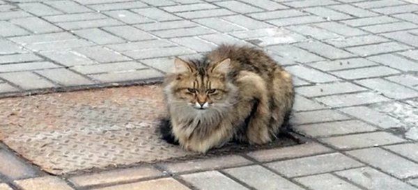 Бродяче кошеня випадково стало зіркою турецького телебачення: кумедне відео. Смугасте кошеня випадково потрапило до студії турецького телебачення. 