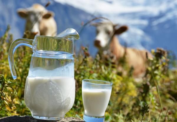 Як дізнатися, що молоко є якісним і здоровим. Купуючи молоко, українці в першу чергу звертають увагу на його свіжість, натуральність і смак