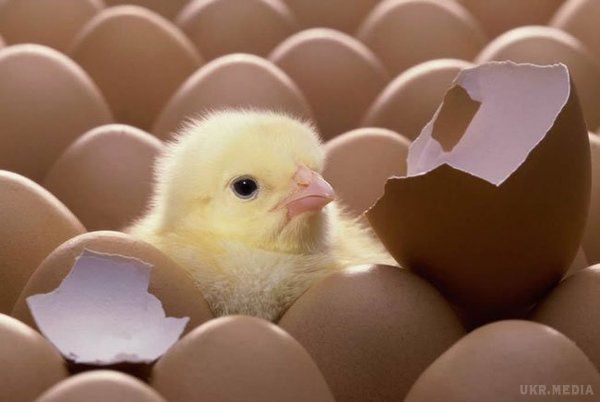 Українцям яйця стають делікатесом. Ціни на яйця, які раптом підскочили по всій країні на 20 -- 30%, шокували. 