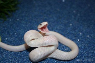 Вчені розповіли, чому у змій немає кінцівок. Вчені з Флоридського університету розповіли, чому у змій немає кінцівок. По їхніми словами, це сталося в результаті відключення гена "їжака Соніка" - SSH.