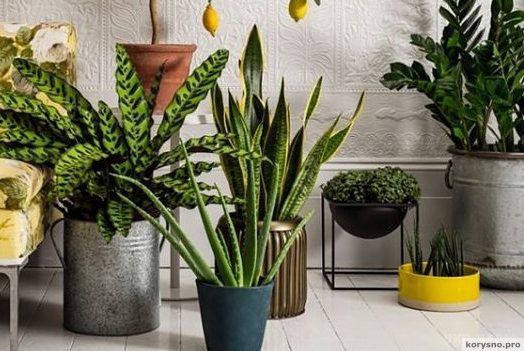 10 рослин для ідеального мікроклімату в будинку (фото). Багато хто не здогадуються про неймовірній здатності домашніх рослин впливати на мікроклімат. 