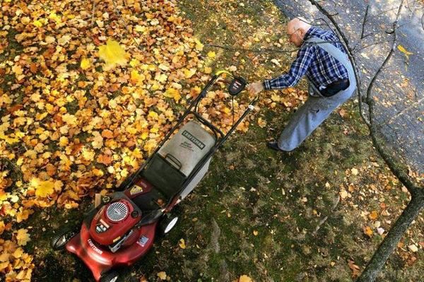 7 корисних ідей, що робити з опалим листям. З настанням осені на садовій ділянці накопичується багато опалого листя. 
