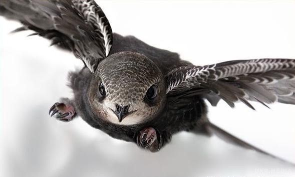 Названий вид птахів, здатних літати 10 місяців без зупинки. Чорні стрижі виявилися рекордсменами по здатності літати без зупинки.
