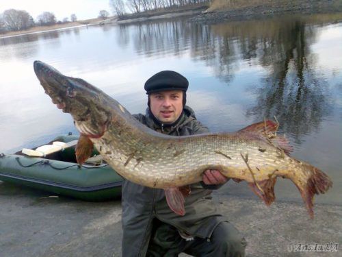 В Україні офіційно обмежили вилов риби. Браконьєрам загрожують штрафи і обмеження волі.