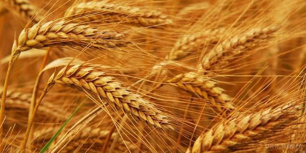 Цей злаковий продукт може бути небезпечний для здоров'я. Вчені виявили в пшениці небезпечний для людини білок.
