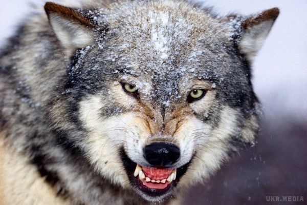 У Росії видали школярам сокири від вовків (ВІДЕО). Таке рішення було прийнято після того, як по дорозі в школу двоє братів 14 і 12 років зустріли в лісі вовка.